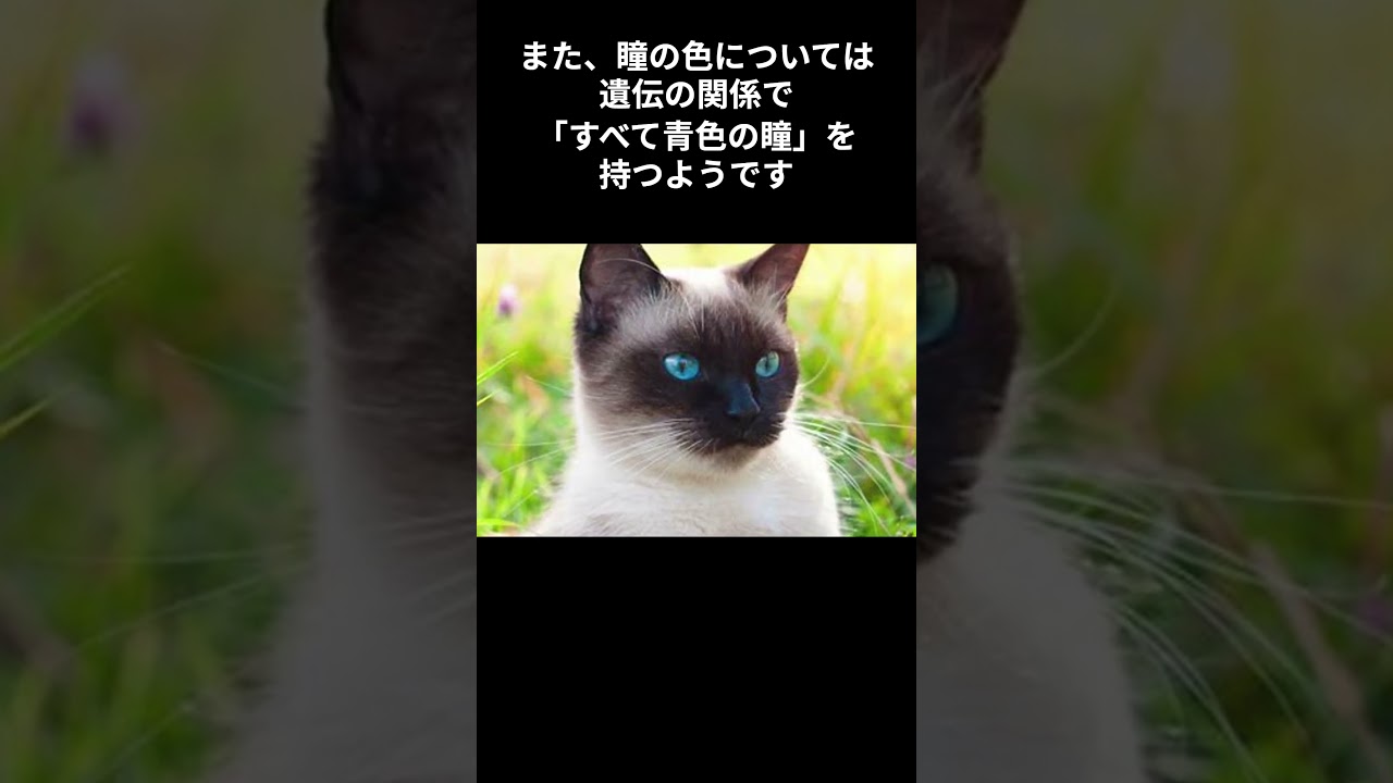 もっと知りたい！シャム猫 #short #shorts #shortvideo #cat #animals #雑学 #動物 #猫 #ねこ #かわいい #猫のいる暮らし #シャム猫 #可愛い