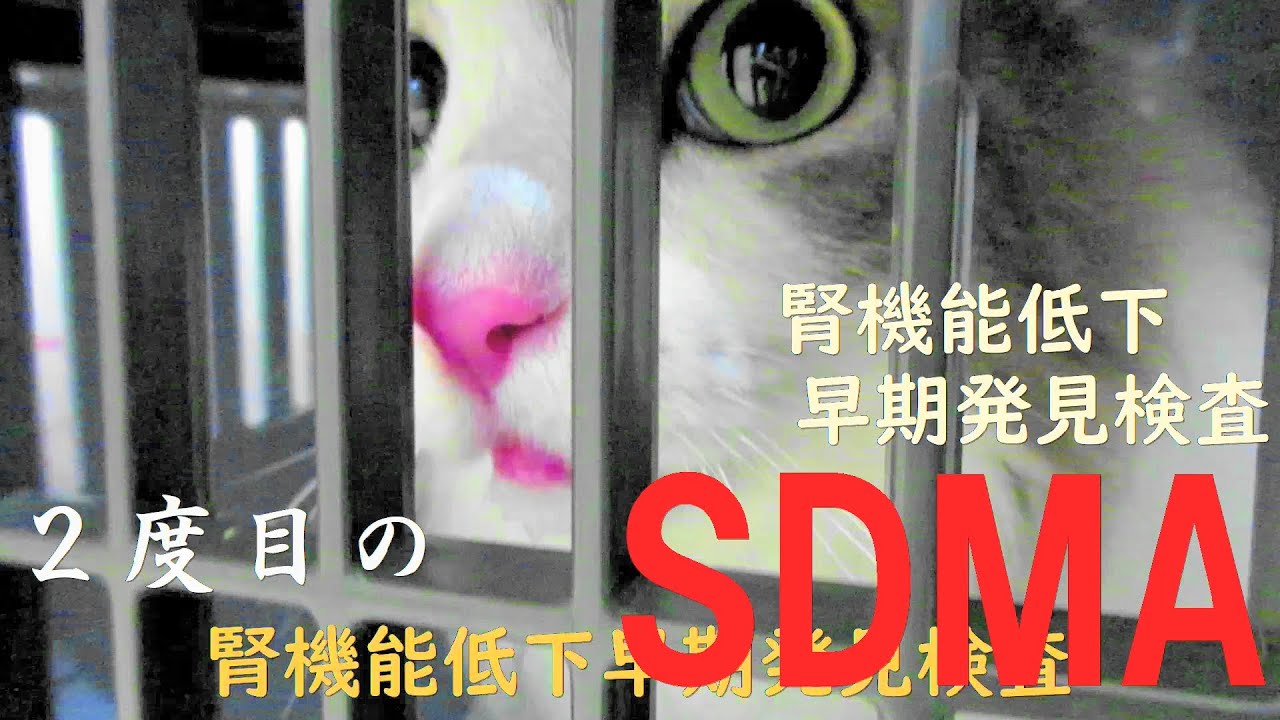 目指せモモ20歳～ミルクさん血液検査 2度目のSDMA　お迎えから３年でやっと普通の定期健診・ハワイアンレストラン⇒ハワイ柄葉っぱモンステラの参考価格/スリコ帽子