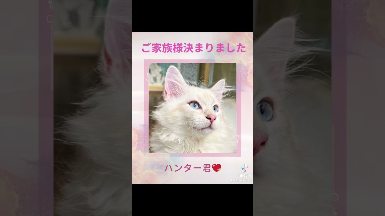 サイベリアンのハンター君😻ご家族様決まりました💕#子猫 をお迎えするなら#サイベリアン 専門店のロイヤルキャッツで💖#猫カフェ で親猫とも遊べます　#ペットショップ