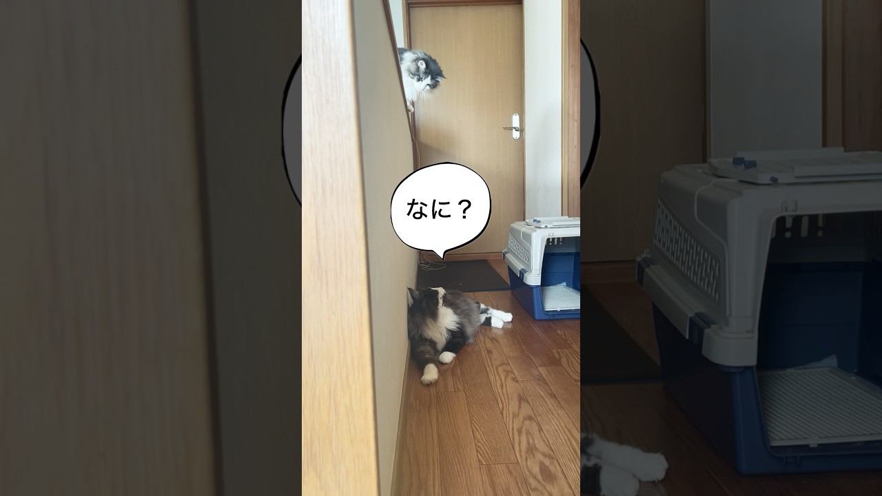 ママが気になるリキ#ノルウェージャンフォレストキャット #監視#猫のいる暮らし #母猫