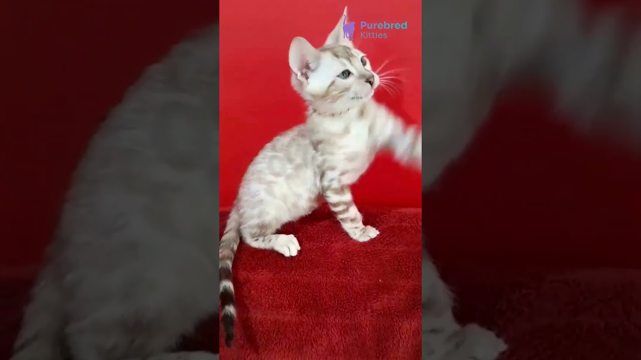 Meet Persej 🐆 Exotic Bengal Kitten with Aquamarine Eyes & Giant Rosettes! 💎 #kitten #cat #cutecat