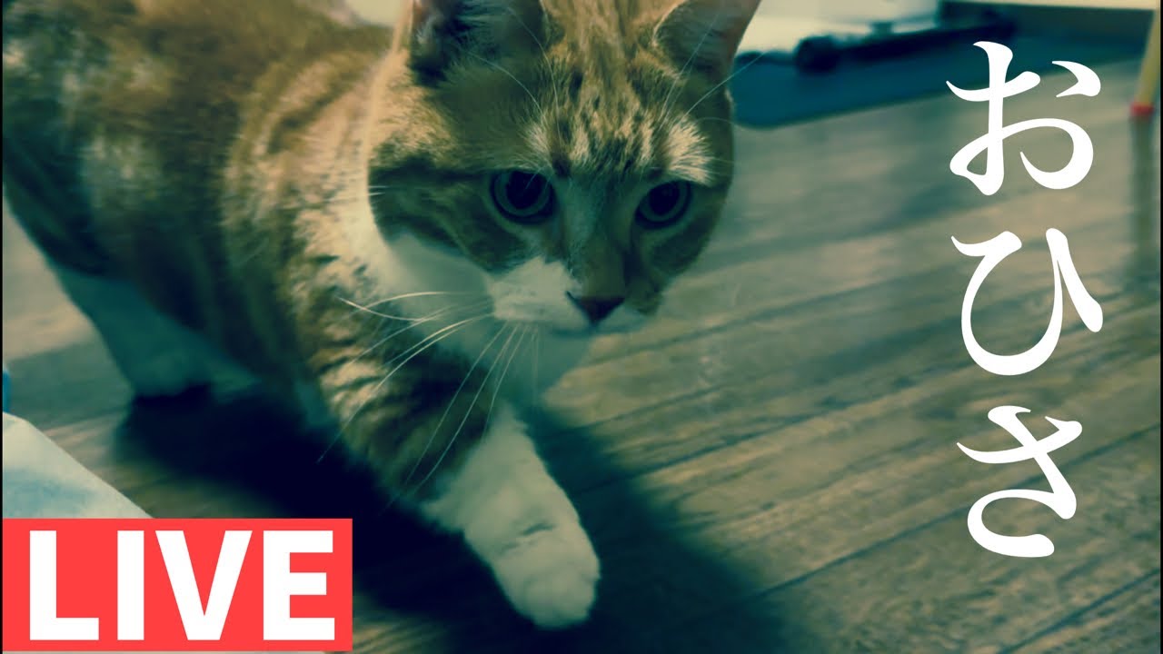 マンチカンLIVE配信【ねこなま】