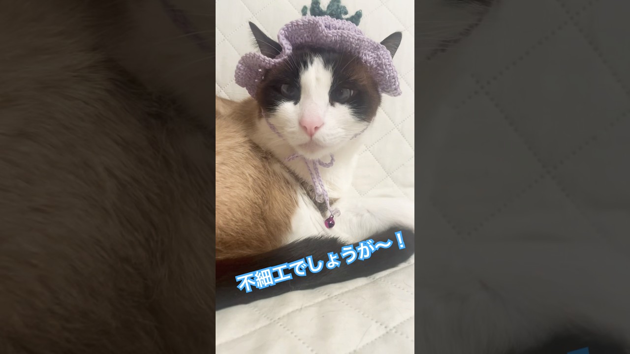 寝起きブサイク過ぎて◯ぬっ！#猫好きさんと繋がりたい #猫のいる暮らし #ねこ動画 #shorts