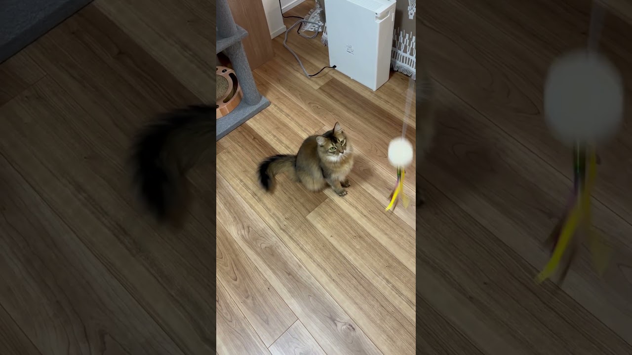 タイミング見計らって…ジャンプ！ #ソマリ #ねこのいる暮らし