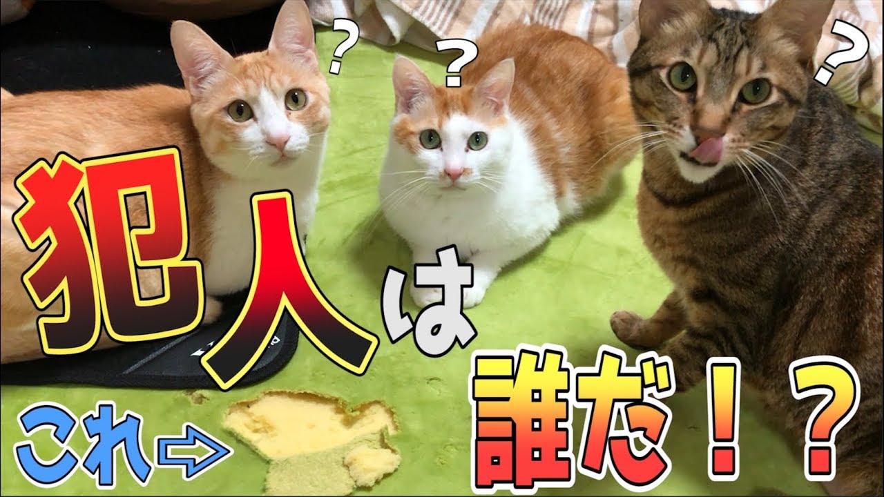 この中に1人、犯人がいます。
