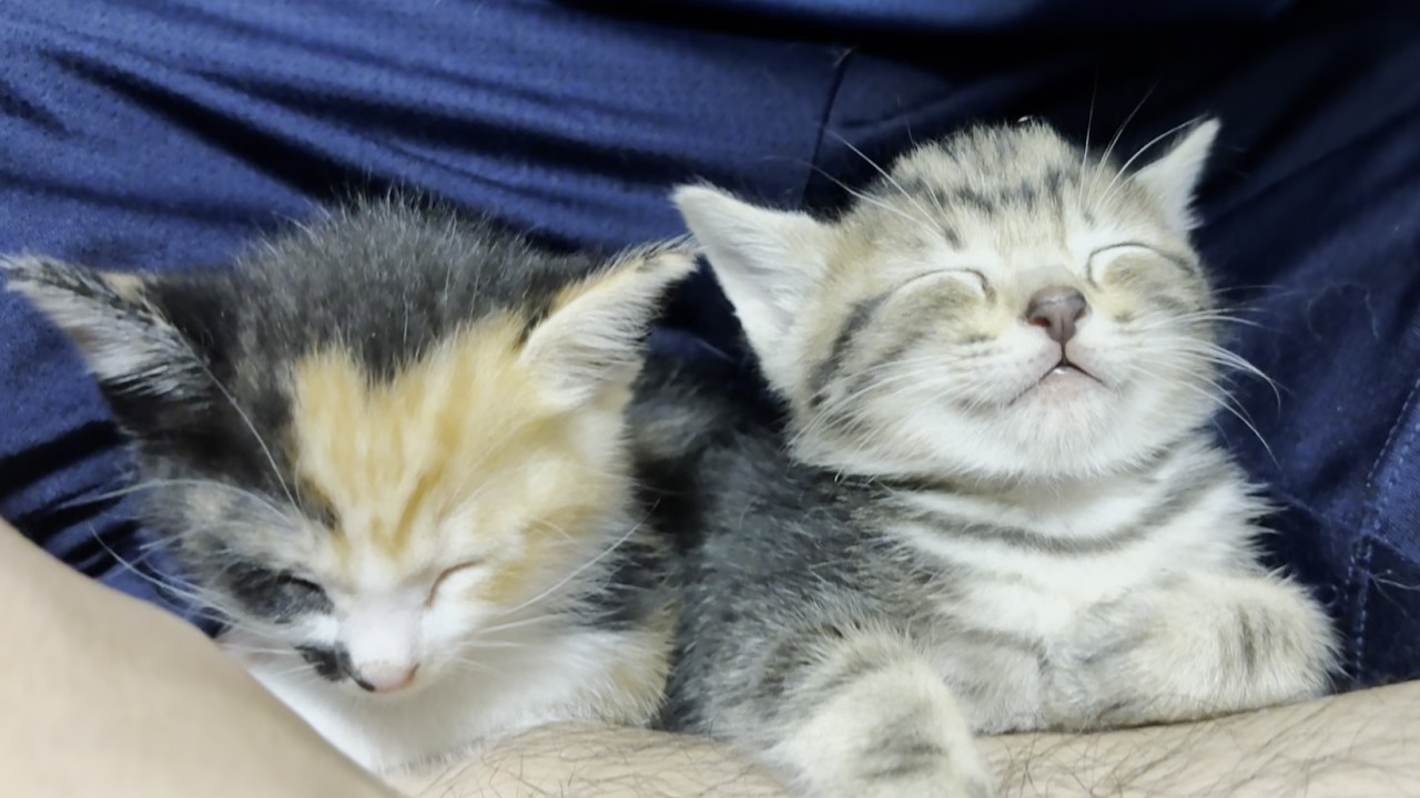 保護された迷い子猫にも懐かれる息子