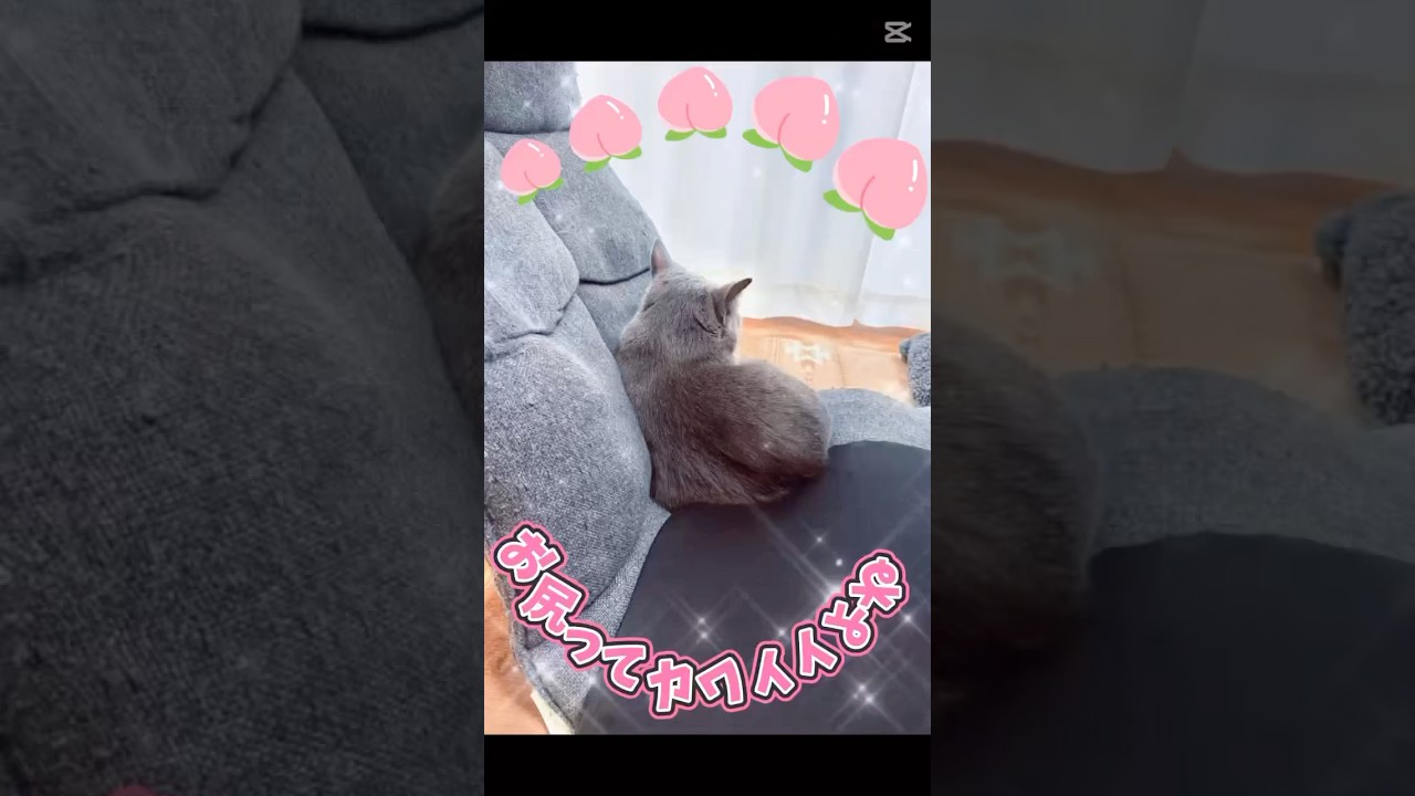 【猫ロシアンブルー】そらちゃんの お尻ってカワイイよね❤️ #shorts #russianblue #ロシアンブルー #かわいい猫 #可愛い猫