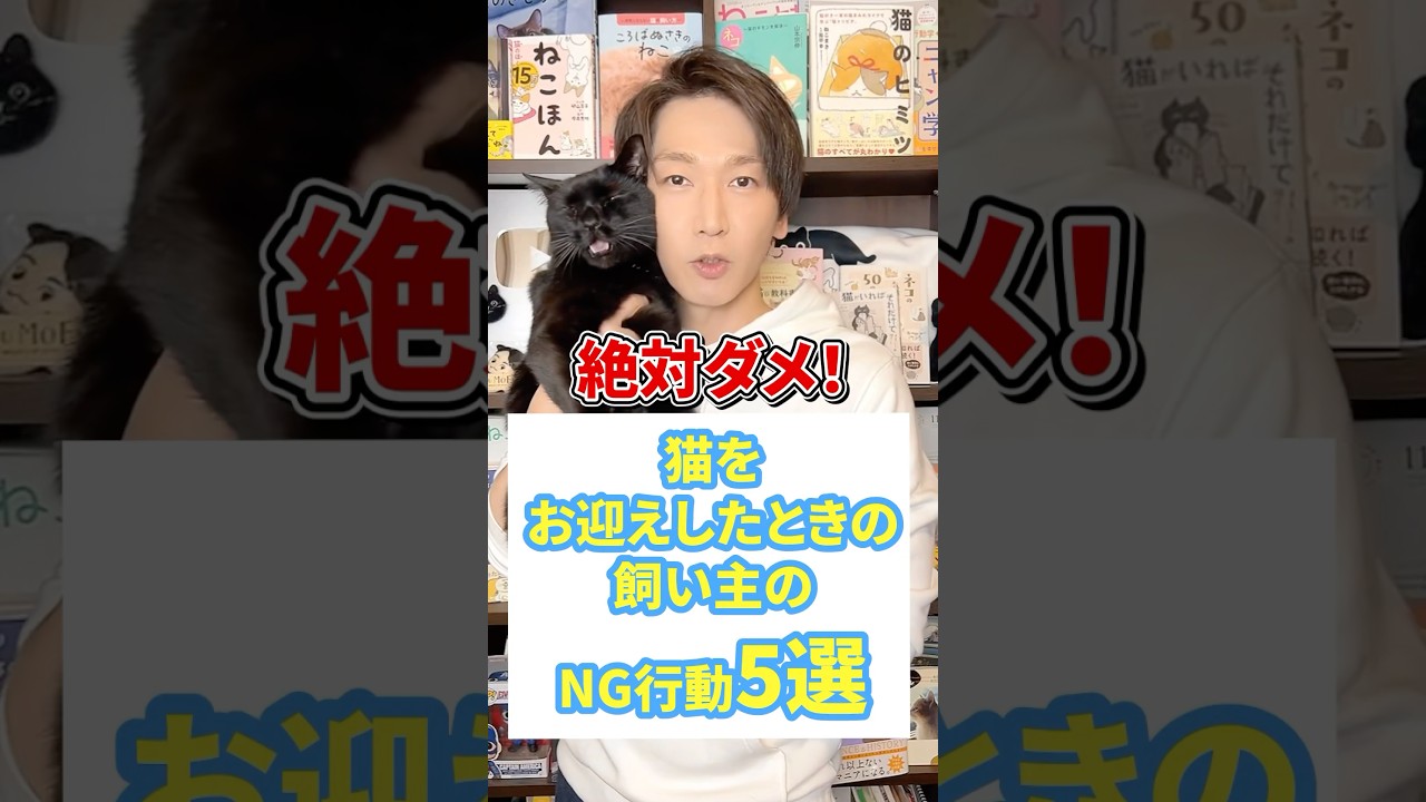 絶対ダメ！猫をお迎えした時のNG行動５選 #猫 #猫のいる暮らし #ねこ