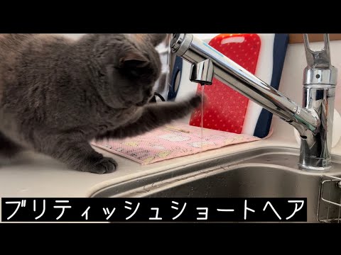 水道水に興味津々【ブリティッシュショートヘア/british shorthair/billee】