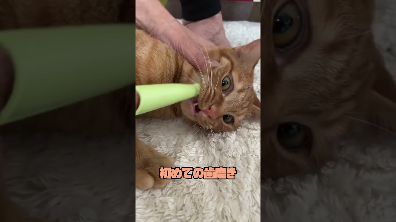 歯磨き  #shorts #cat #保護猫 #子猫 #猫のいる暮らし #癒し #茶トラ #まるどら