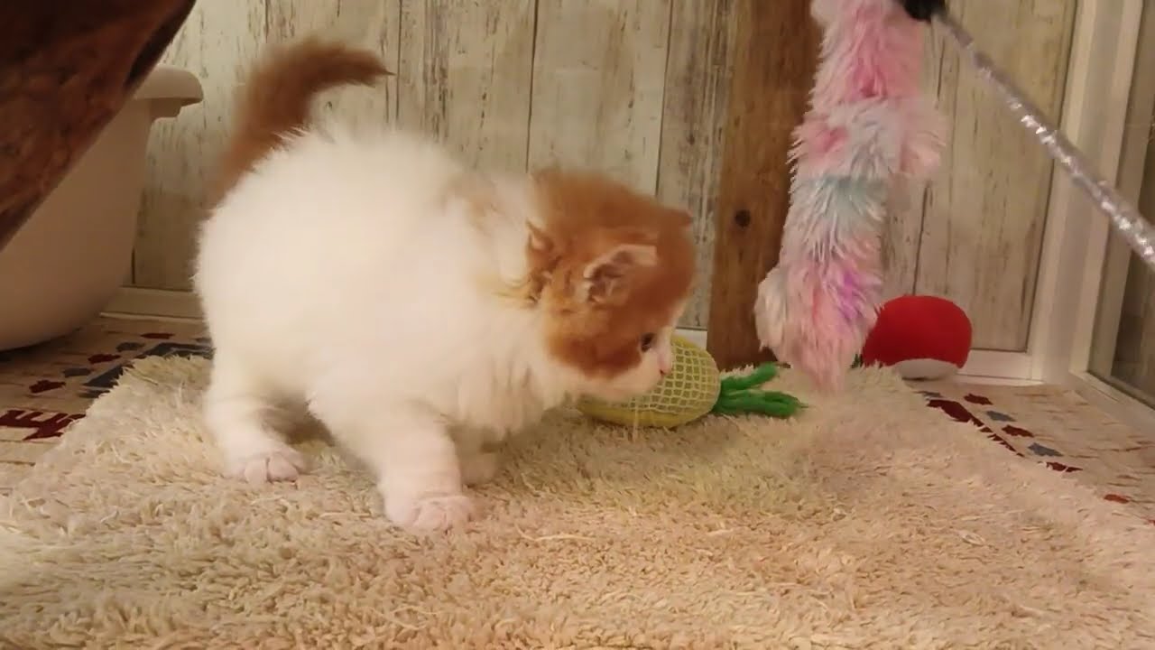 メインクーン　男の子　2025/4/4生まれ