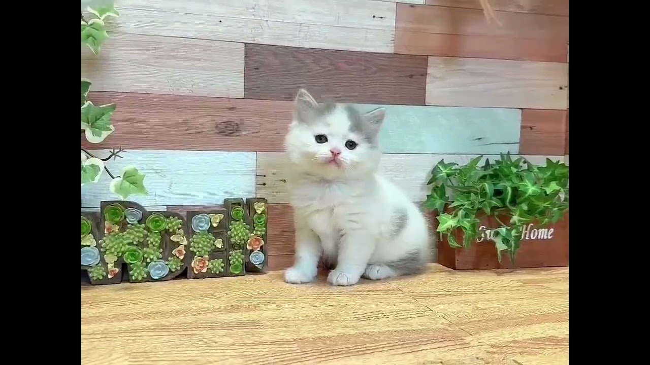 セルカークレックス 穏やかな性格🎶可愛すぎる男の子🐱💕　毛色：ブルー&ホワイト