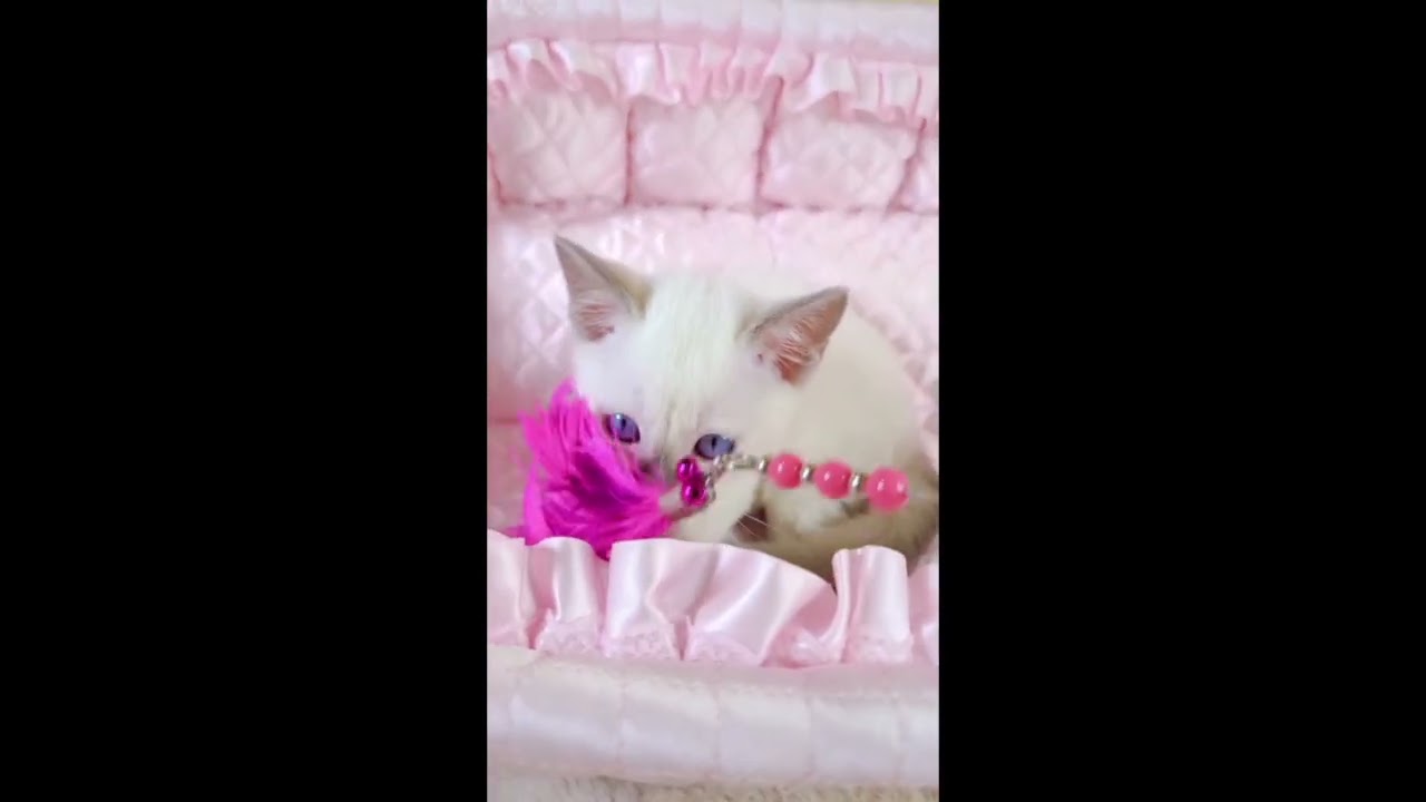 トンキニーズ 🎉明るくて楽しい性格の男の子です🎉（毛色：プラチナポイント/ライラック）