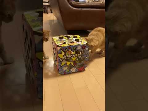 猫 おもちゃ 猫ちゃんテンション爆アゲBOX キャティーマン アメリカンショートヘアー cat うめ れん たろう