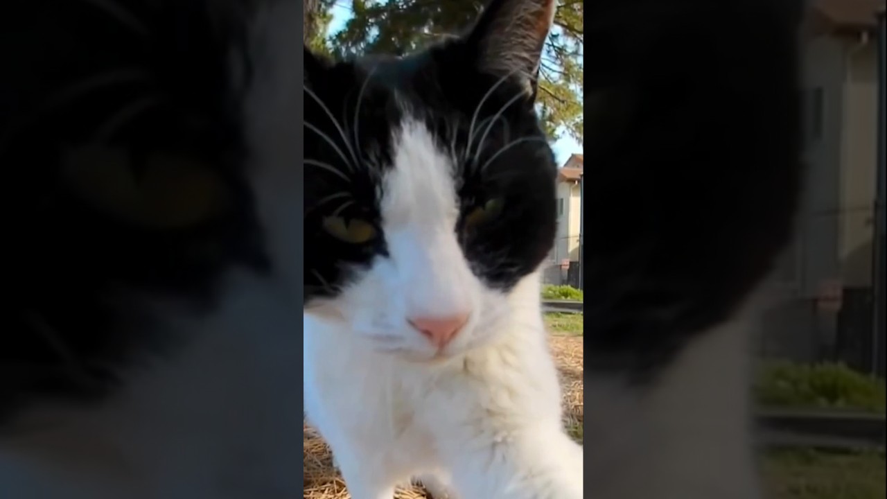 猫ちゃんのパンチがご褒美 #shorts