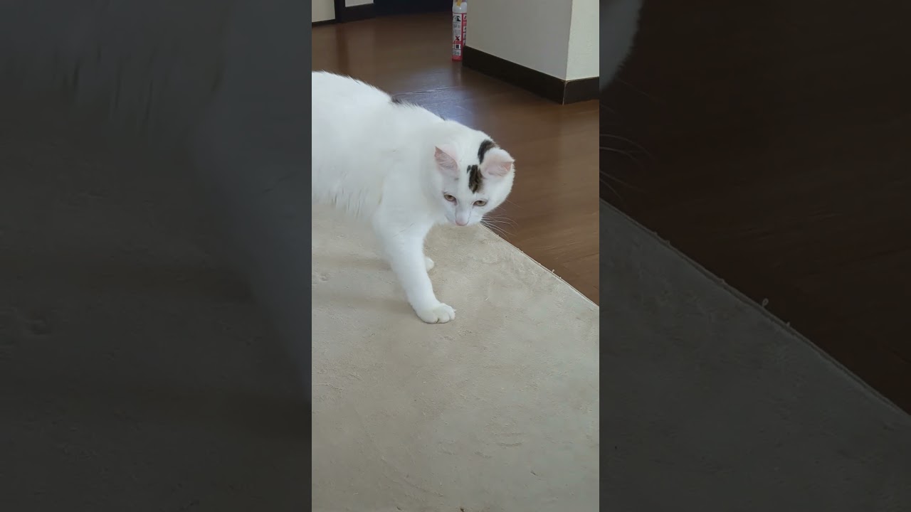 チンピラ/Punk cat#保護猫 #ターキッシュバン #Turkish Van