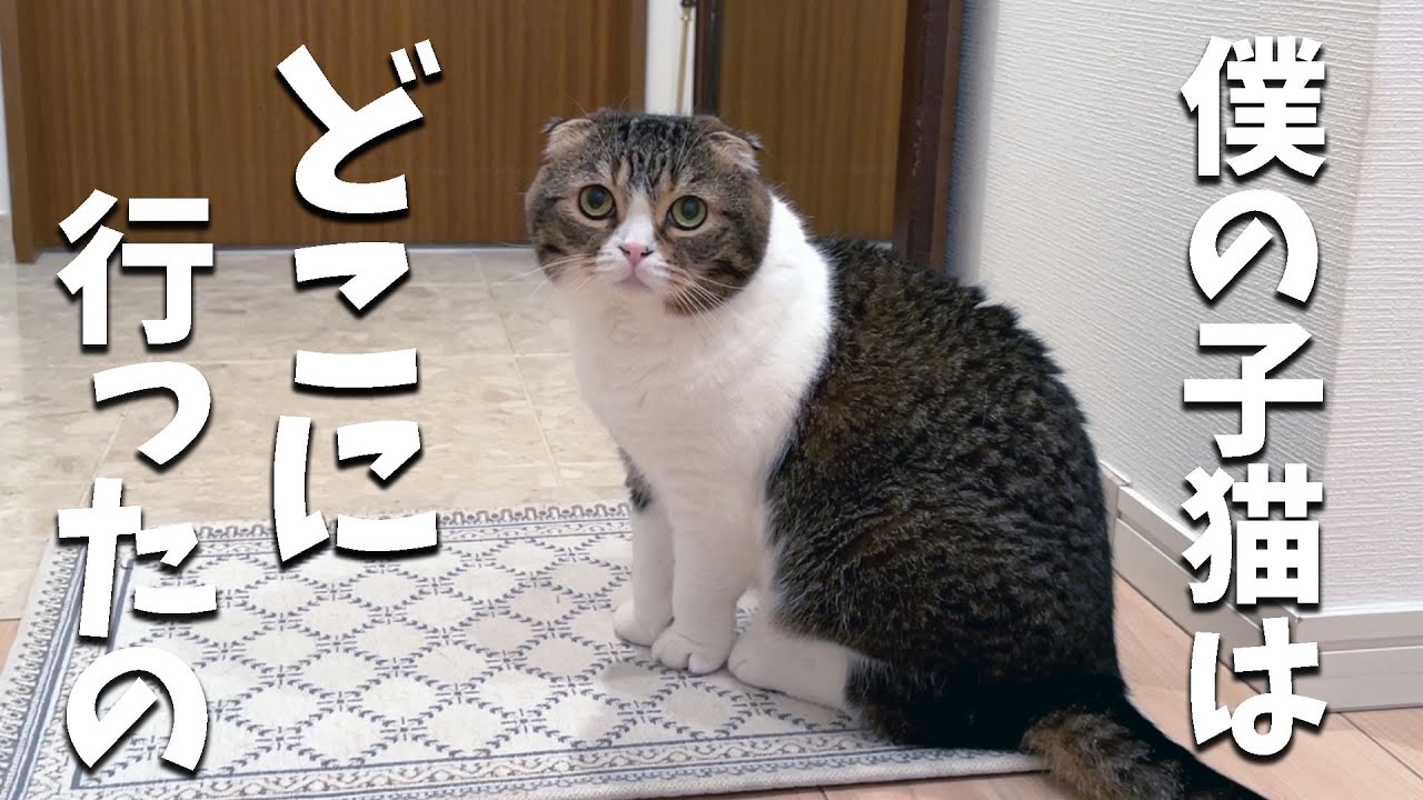 大好きな子猫がいなくなって玄関で待ち続けるパパ猫がこちらです…