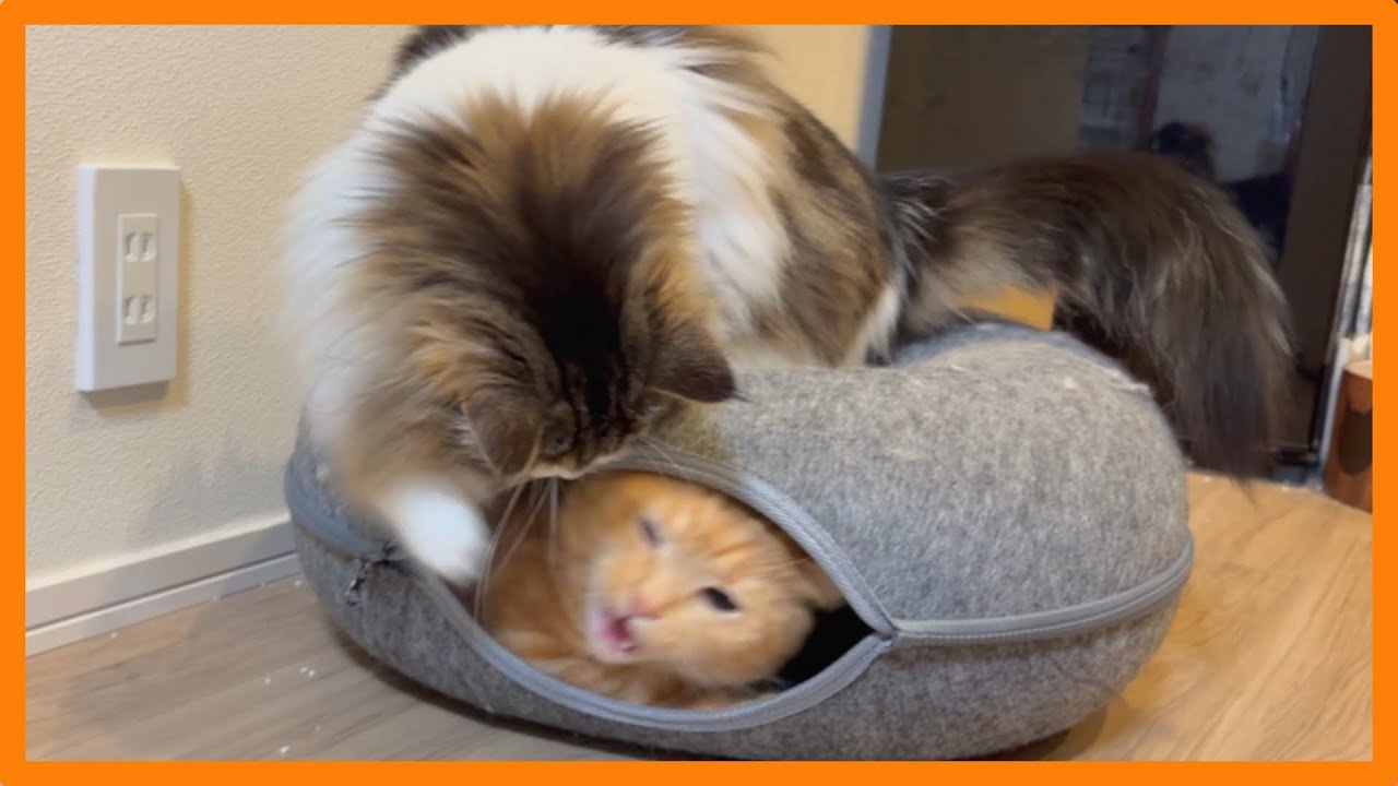 猫と暮らす日常 #95〜猫パンチが強力すぎる猫w〜
