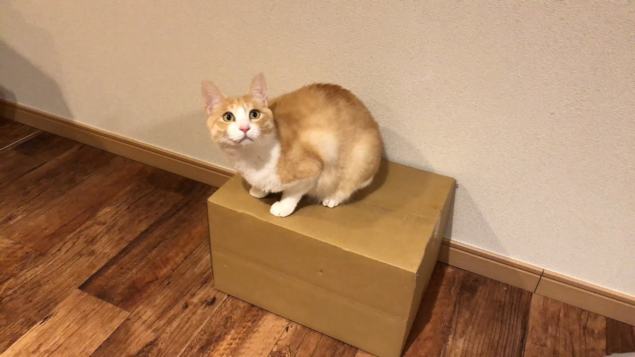 UUUMから来た謎のダンボールを開封します