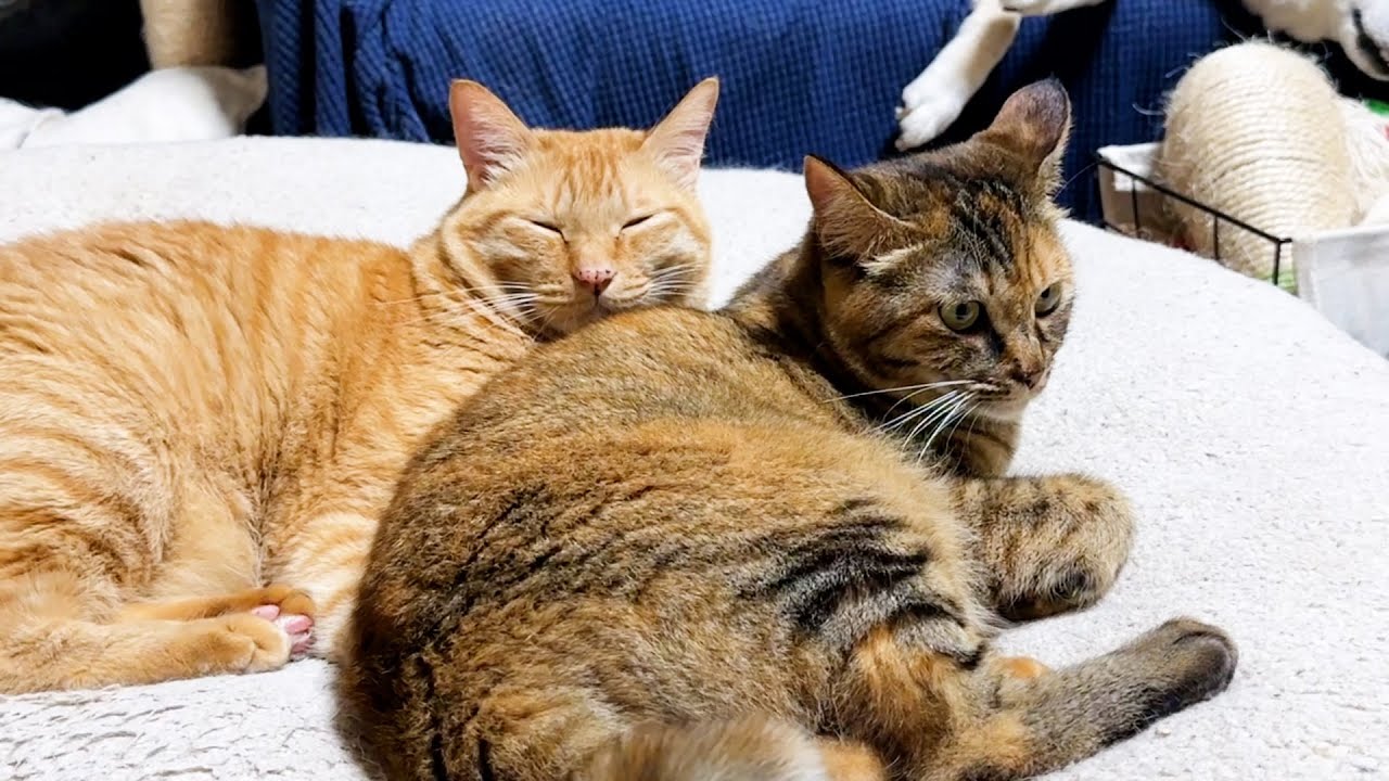 後輩猫たちに大人気な甘えん坊茶トラ猫の一日。