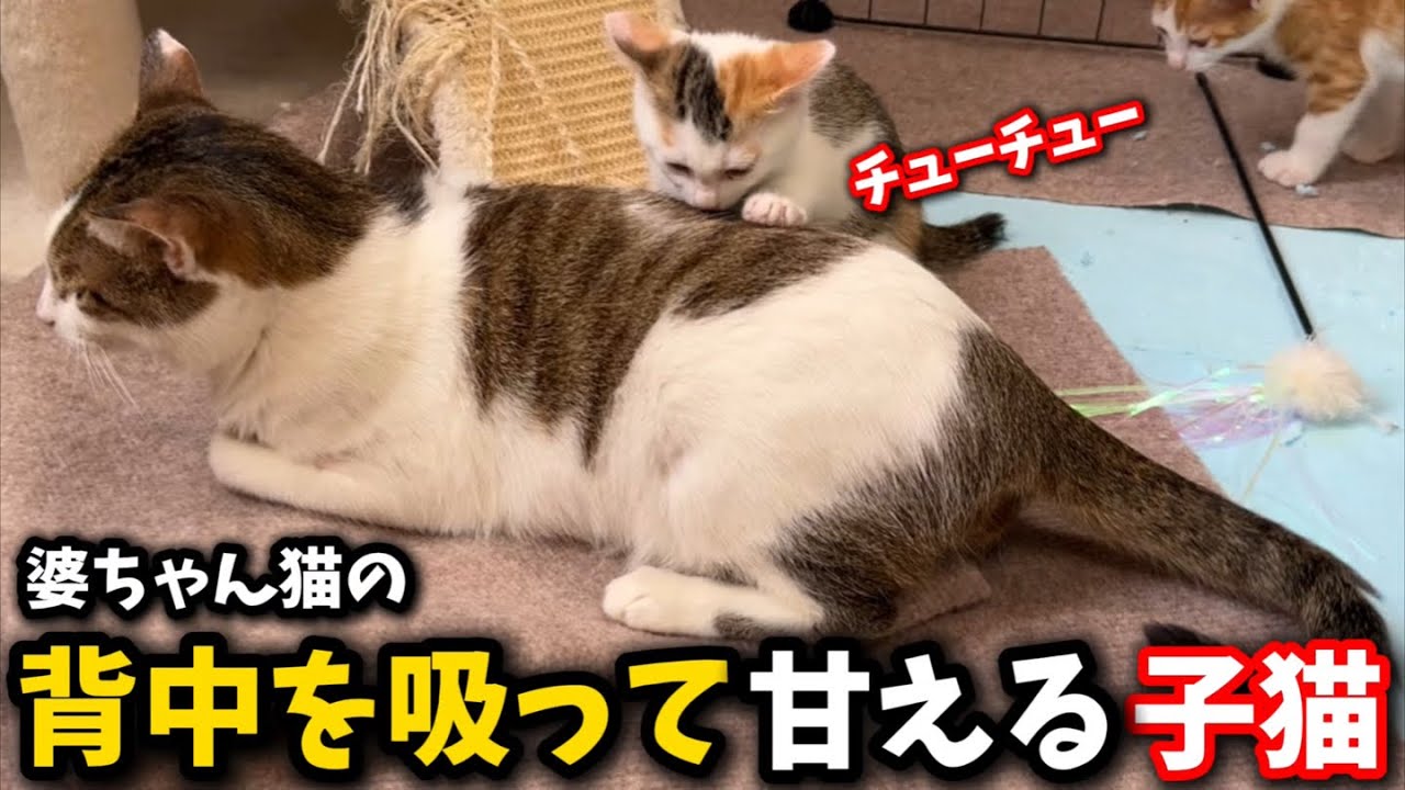 甘えたくて婆ちゃん猫の背中を吸う子猫と怒られて死んだふりをする子猫