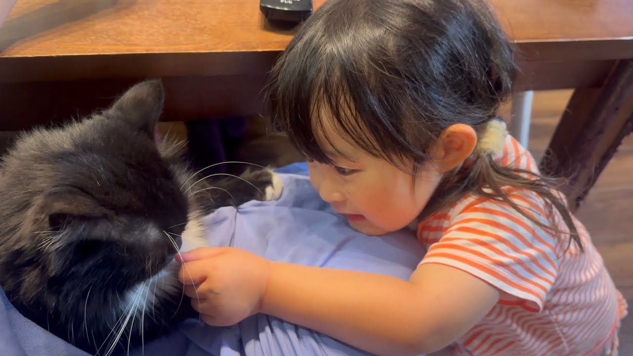 飼い主の隣をキープする猫　ラガマフィンA cat that stays next to its owner. Ragamuffin.