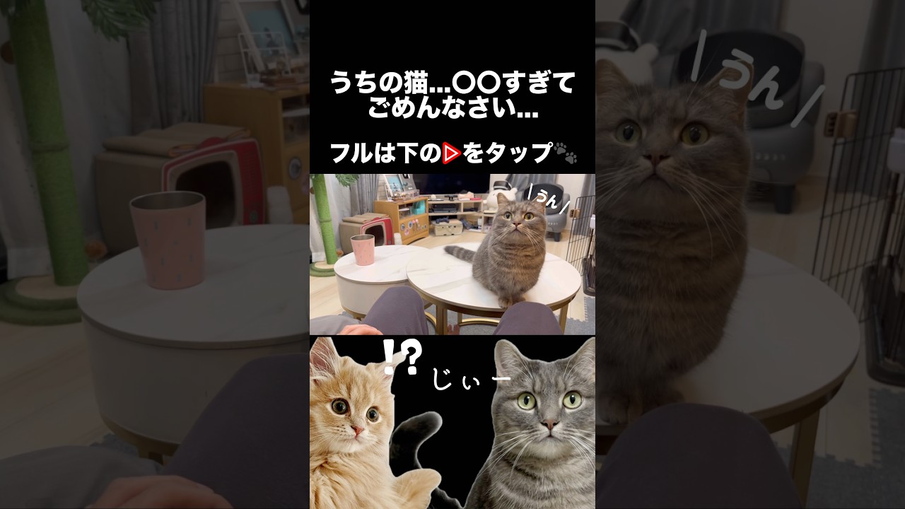 人と会話する猫って見た事ありますか？#shorts #猫 #マンチカン