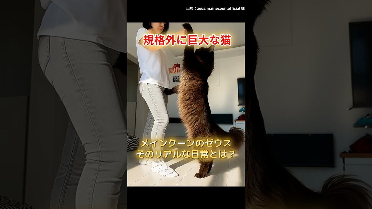 規格外に巨大な猫、そのリアルな日常とは？ #メインクーン #長毛種の飼い方 #猫好きさんと繋がりたい #猫のいる暮らし #cat