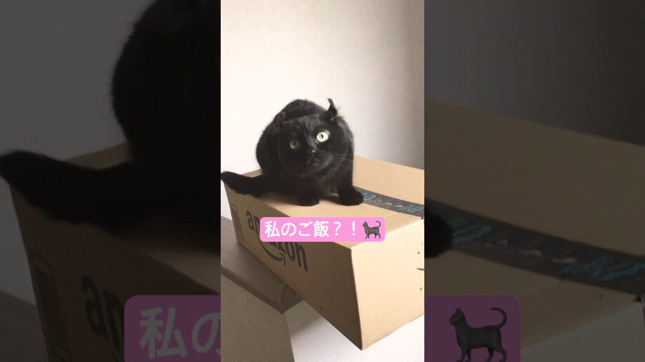 注文していたご飯が届いたことに気づいた猫様の行動とは…？！🐈‍⬛#アメリカンカール #cat #猫のいる暮らし #猫のいる生活 #猫