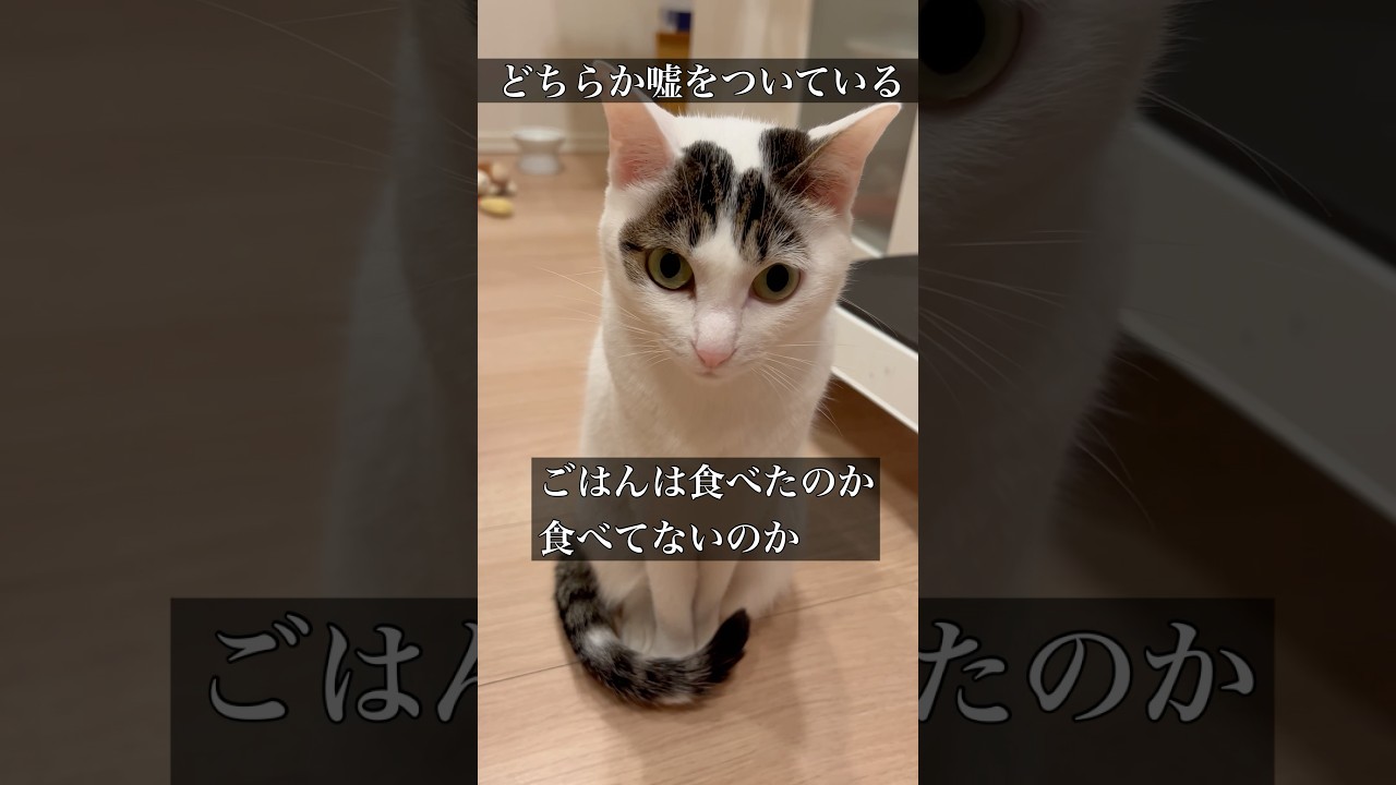どちらが嘘か #cat #三毛猫 #shorts #猫のいる暮らし #食いしん坊
