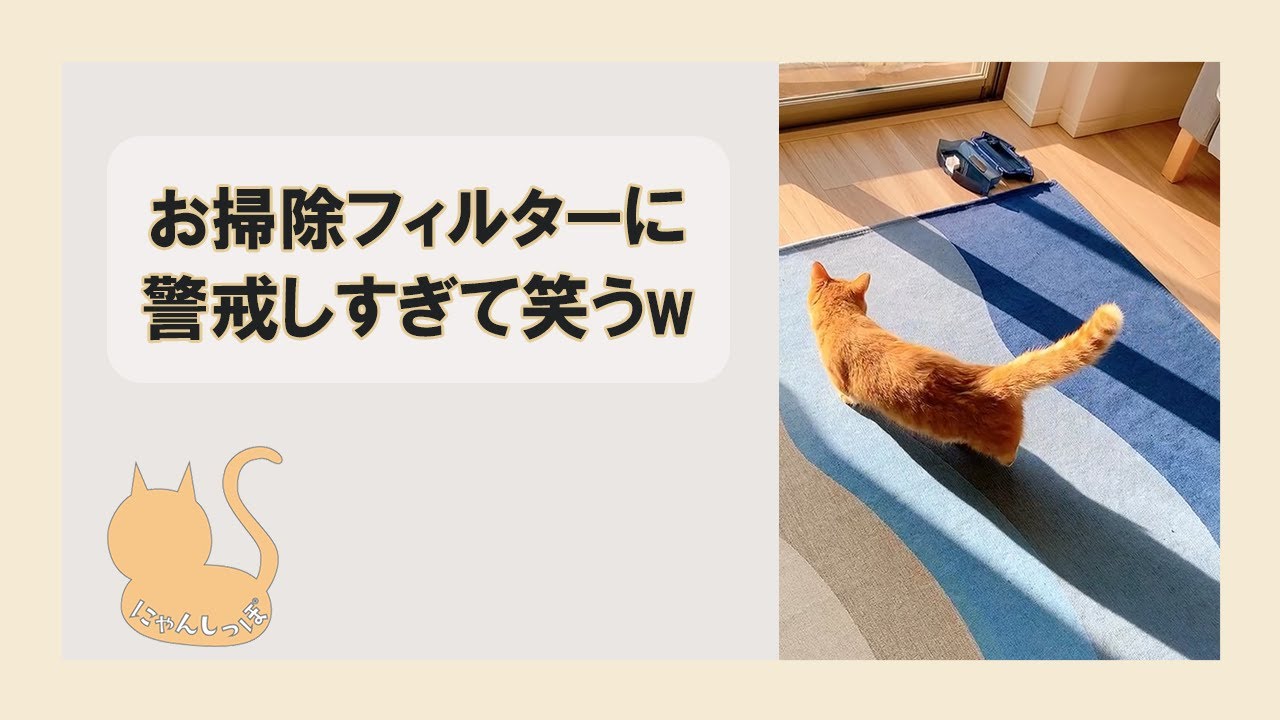 お掃除フィルターに警戒しすぎて笑うw #Shorts #猫 #マンチカン