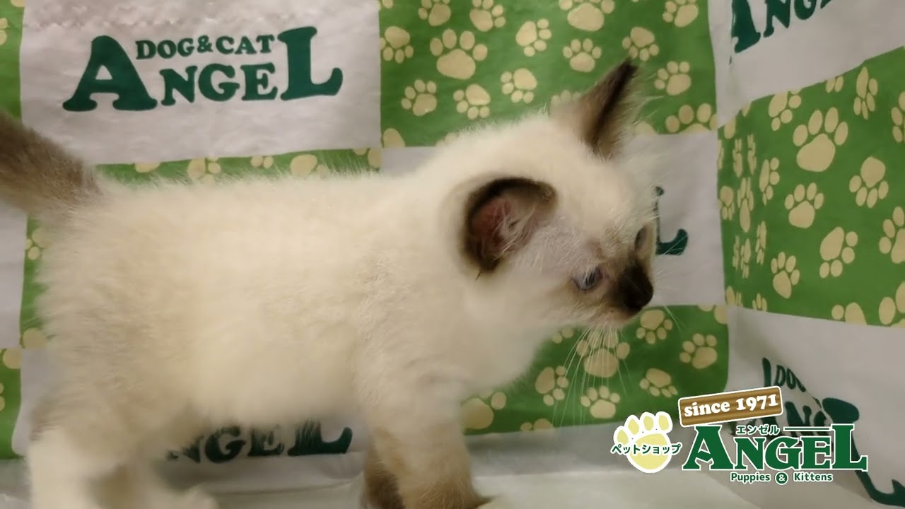 バーマン 2506001 【ペットショップエンゼル　子犬・子猫販売】