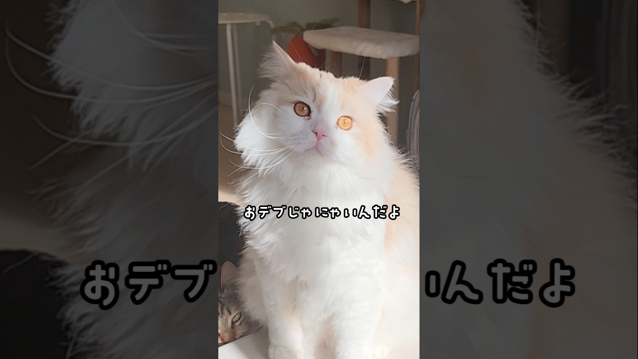 お風呂大好き猫 #ラガマフィン #cat #癒し