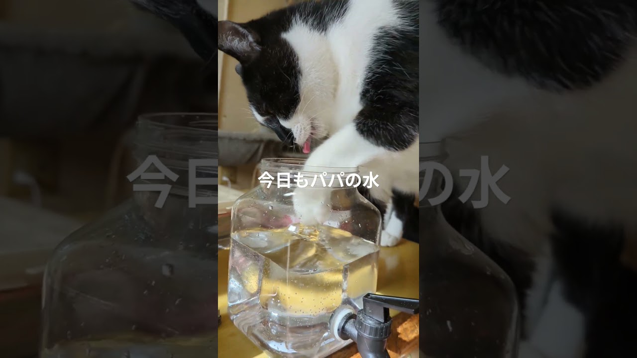 今日もパパの水は美味い　#保護猫 #子猫 #イタズラ