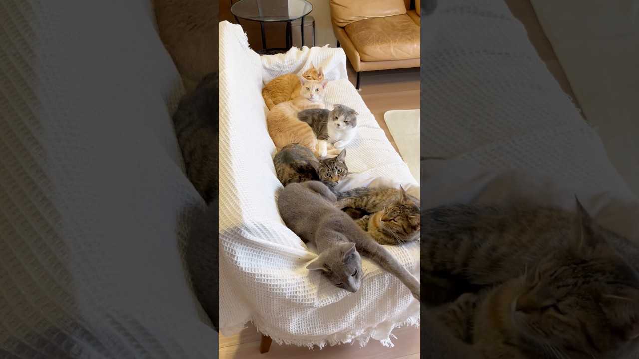 帰宅すると猫たちにソファーを独占されていた #shorts