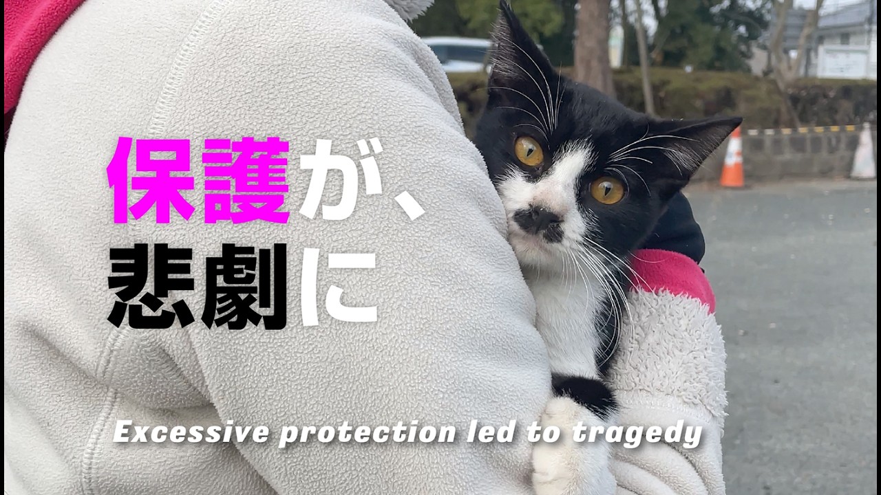 【実話】熊本市猫個人ボランティア多頭飼育崩壊…うちの猫が写真に【You can use subtitles】