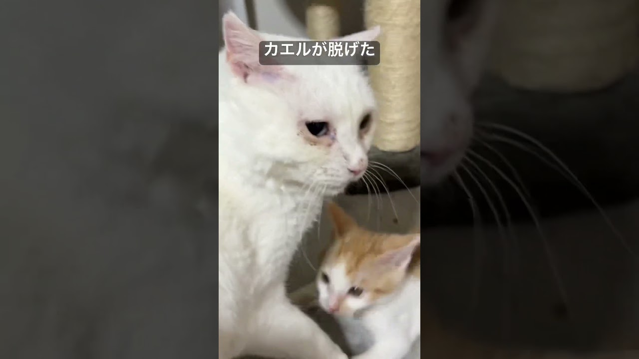 激闘！🐸カエルじいちゃんvs🐱孫子猫 #cat  #猫  #ねこ  #保護猫 #cute #猫のいる暮らし #子猫  #こねこ #shorts