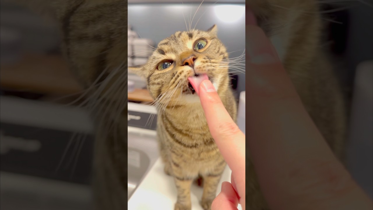 お留守番猫たちと大喜びなパパ!! #shorts #猫 #cat