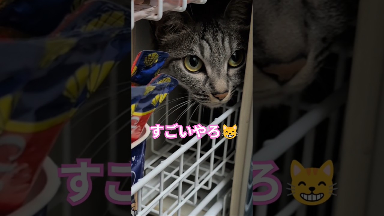 見て～😅すごいやろ～😽part②【幸のスズ】#shorts #子猫 #cat  #猫  #kitten #猫のいる暮らし #shortvideo  #保護猫 #おもしろい猫 #イタズラ猫 #cats