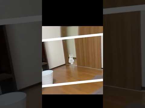 ちいかわ！？！可愛い猫ミルクさん#保護猫 #ねこ #猫のいる暮らし #shorts ＃ミルねーさん
