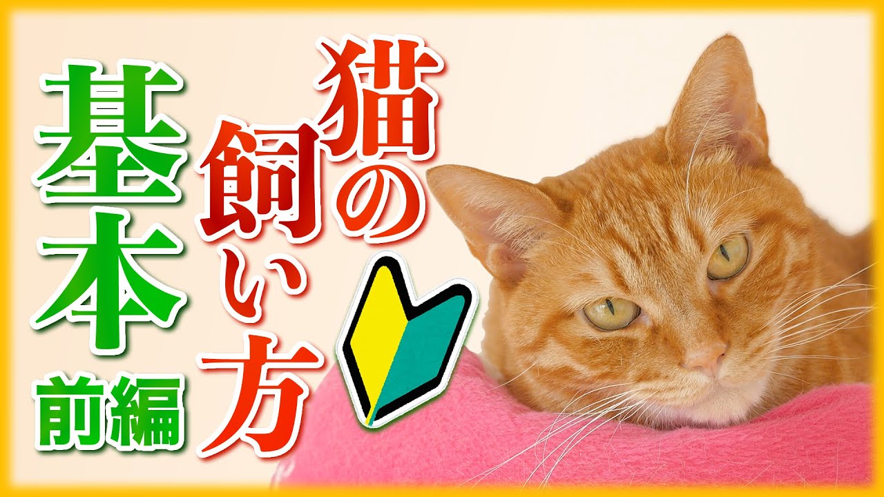 【初心者必見】猫の飼い方の基本を徹底解説 【前編】