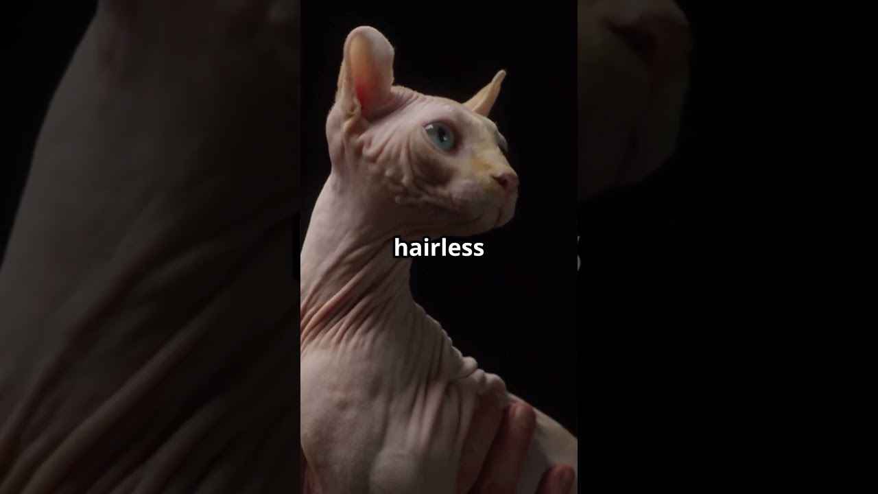 Discover the World of Cats!