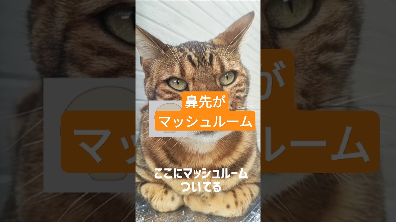 レオンは鼻にマッシュルームついてます#ベンガルネコ #cat #ネコ #ねこのいる生活 #猫のいる暮らし