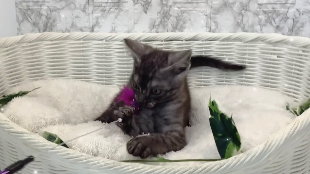 ハーフ（ロシアンブルー×アメリカンショートヘア）♂2504D0433