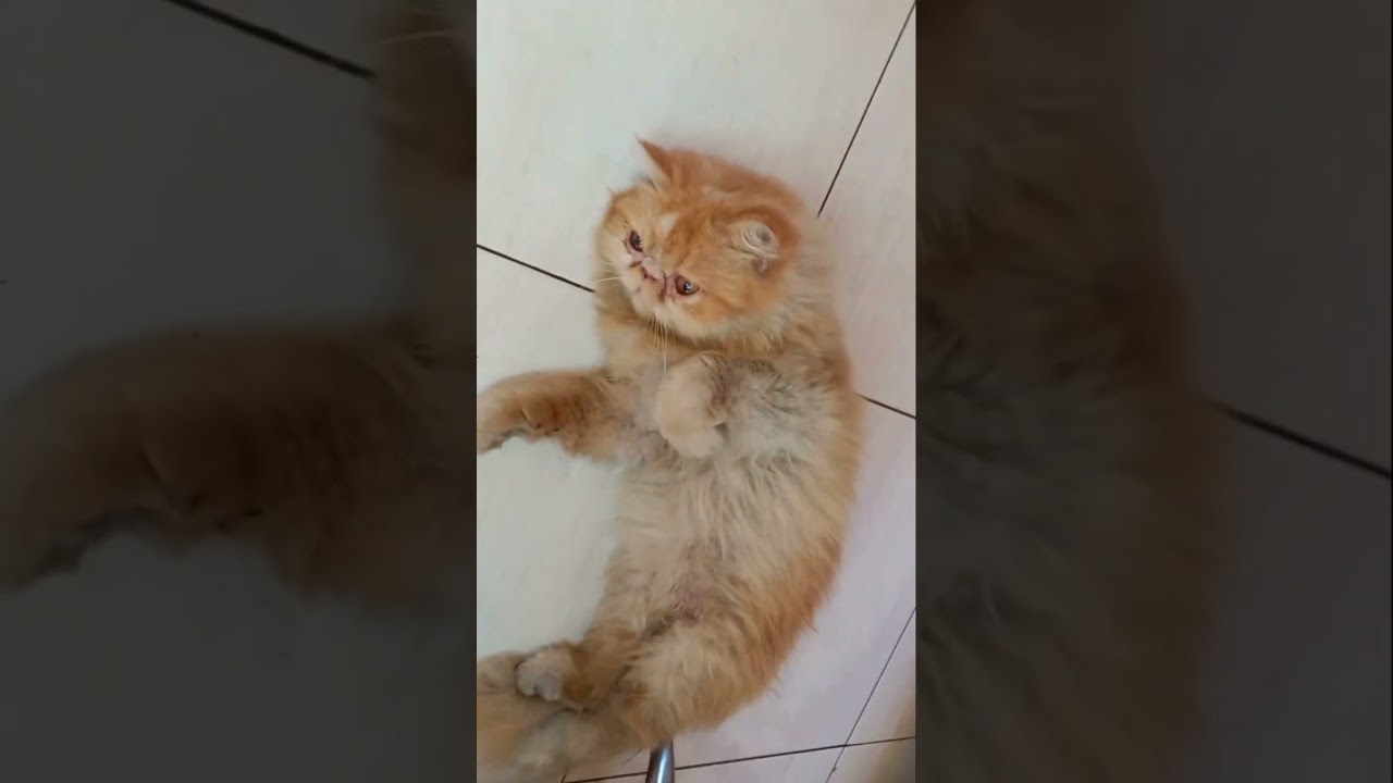 kucing tertidur pulas habis keliling kampung !! 😍 #kucinglucu #funnycats