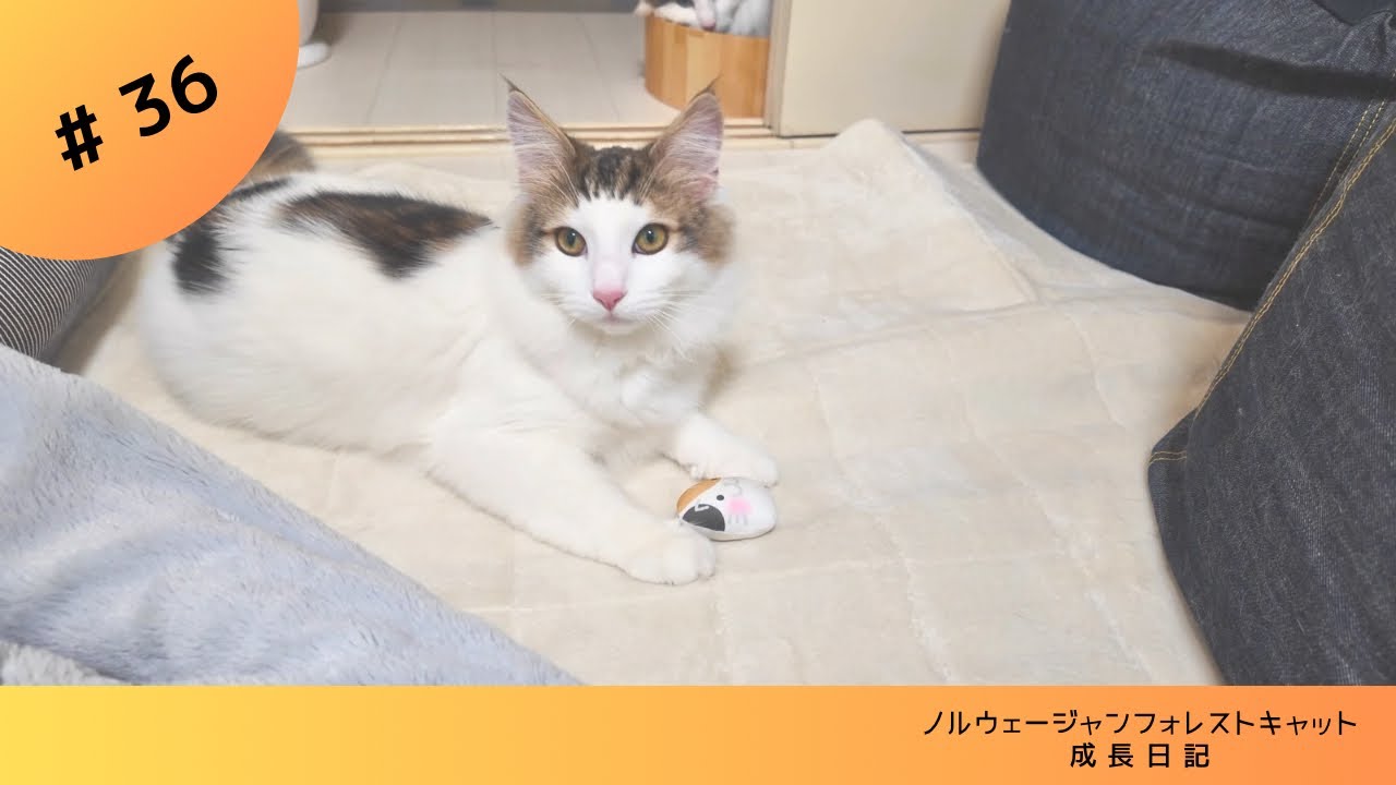 生後7か月の子猫Vlog #ノルウェージャンフォレストキャット #kitten #キャッチアンドリリース