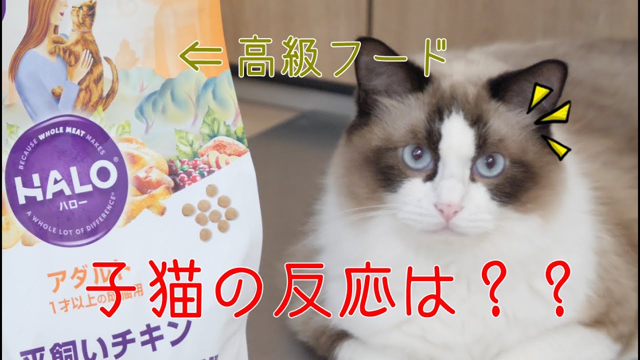 【子猫のご飯】新しいカリカリフード！！高級キャットフード「ハロー」をあげてみた～ラグドールのハク　ragdoll cat haku～