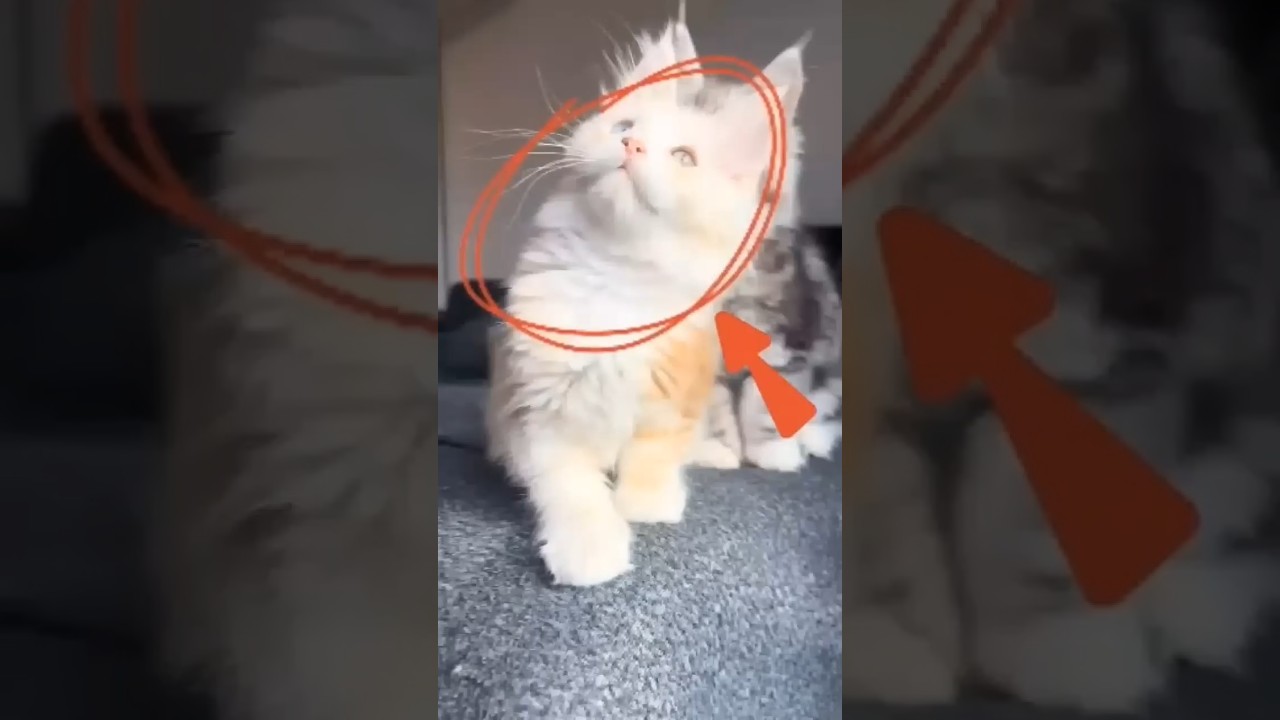 Top 5 Cutest Cat Breeds That’ll Melt Your Brain 🐾 | Which One’s Your Favorite? #shorts #cat
