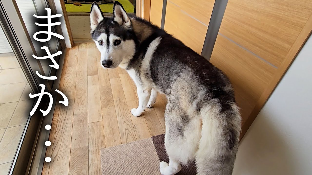 ハスキー犬が騒ぐのでついて行くと子猫が大変なことに...