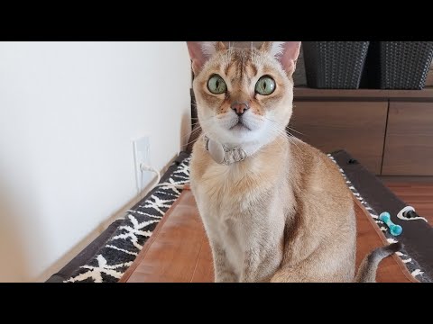 【LIVE Lei on the Hot Carpet】呼んだら来る猫レイちゃん | Lei the cat, who comes whenever she is called【シンガプーラ】